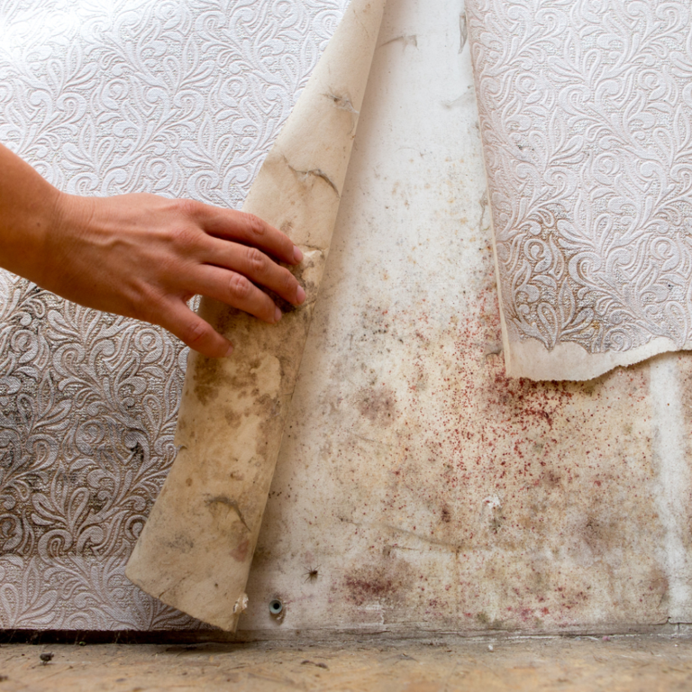 6 Tips to Keep Your Bathroom Safe from Mold Growth TDT Plumbing