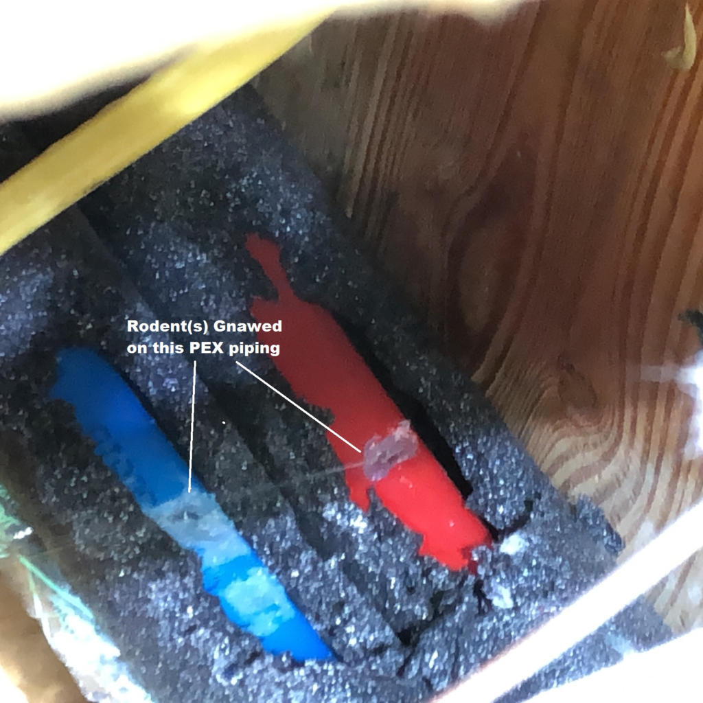 Rodents and Pex Pipe